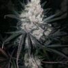 The Ultimate Dutch Passion Seeds