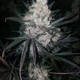 The Ultimate Dutch Passion Seeds
