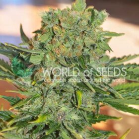 Tonic Ryder CBD Auto WorldOfSeeds