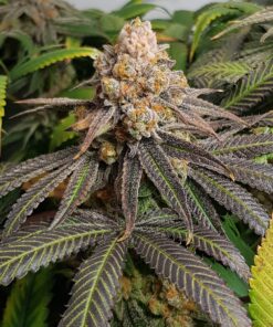 Triple G Royal Queen Seeds