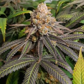Triple G Royal Queen Seeds