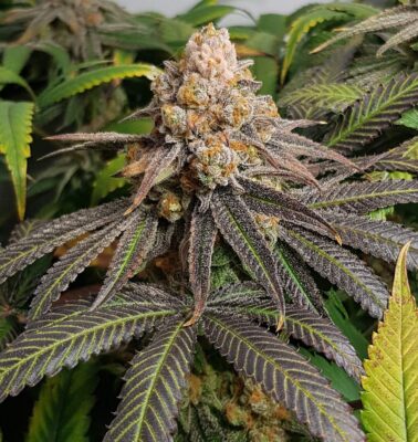 Triple G Royal Queen Seeds