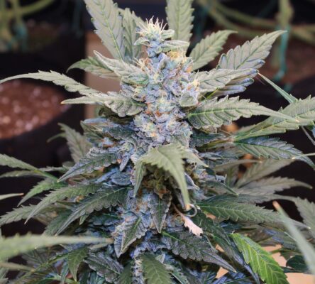 Triple G Auto Royal Queen Seeds