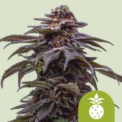 Tropicana Cookies Purple Auto Royal Queen Seeds