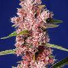 Tropicanna Poison Fast Sweet Seeds