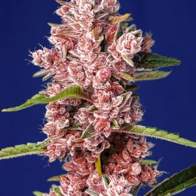 Tropicanna Poison Fast Sweet Seeds