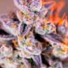Tropicanna Poison XL Auto Sweet Seeds