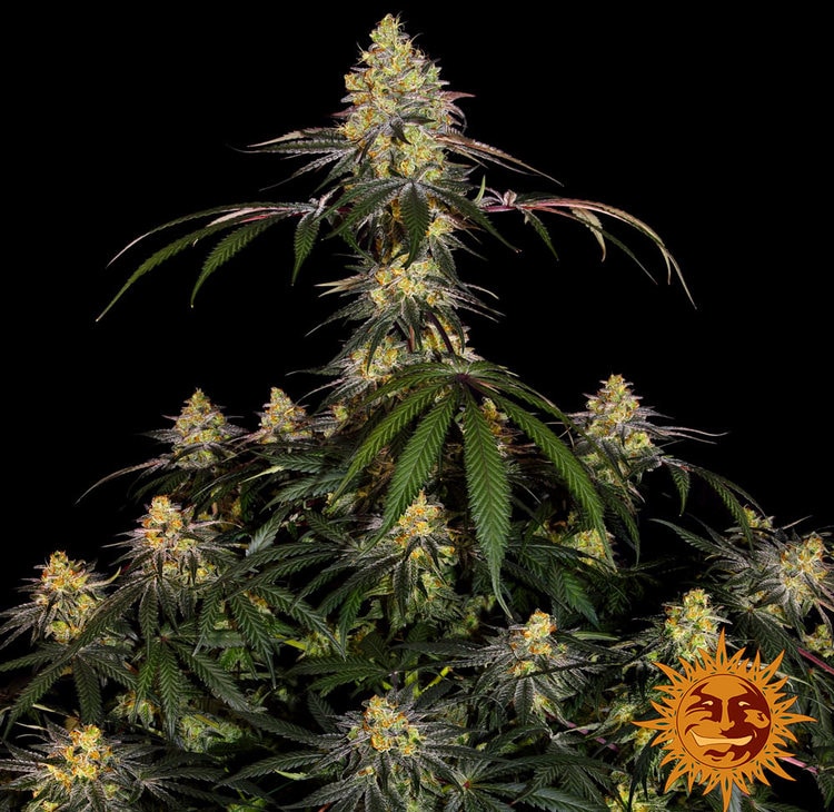 Watermelon Zkittlez — изображение 2