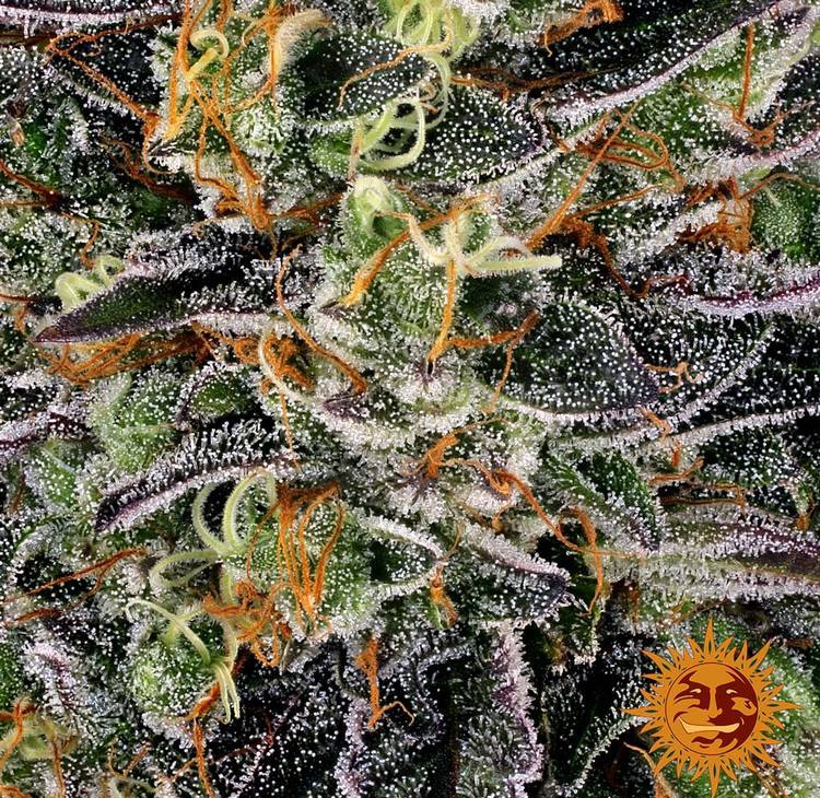 Watermelon Zkittlez — изображение 11
