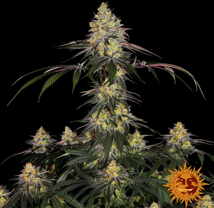 Watermelon Zkittlez — изображение 3