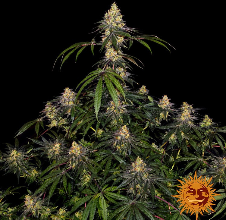 Watermelon Zkittlez — изображение 4
