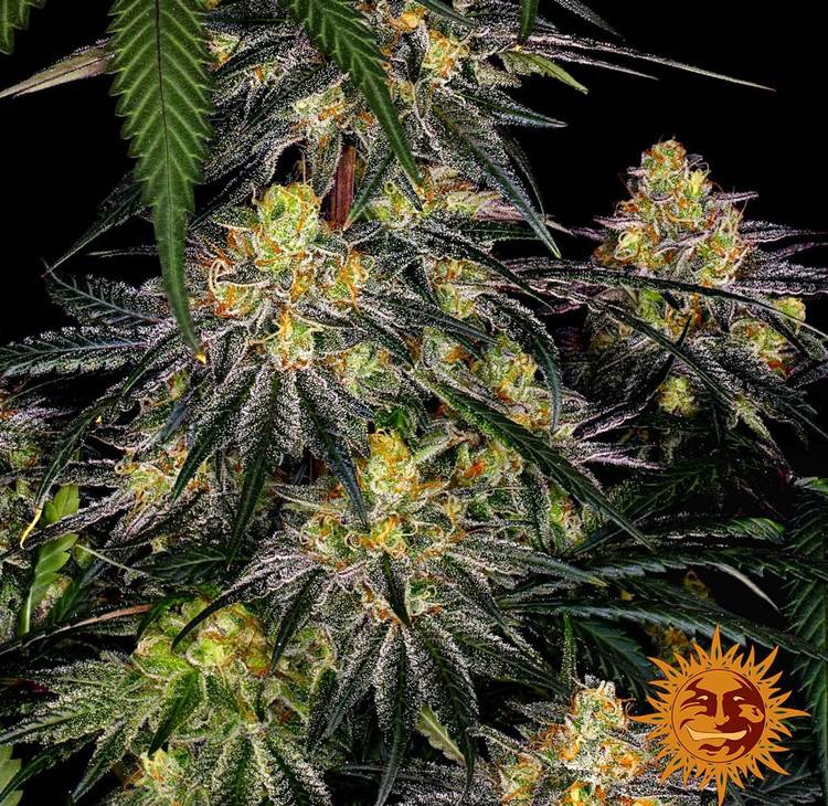 Watermelon Zkittlez — изображение 6