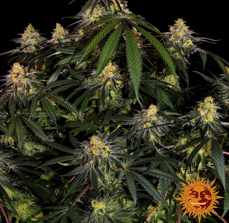 Watermelon Zkittlez — изображение 7