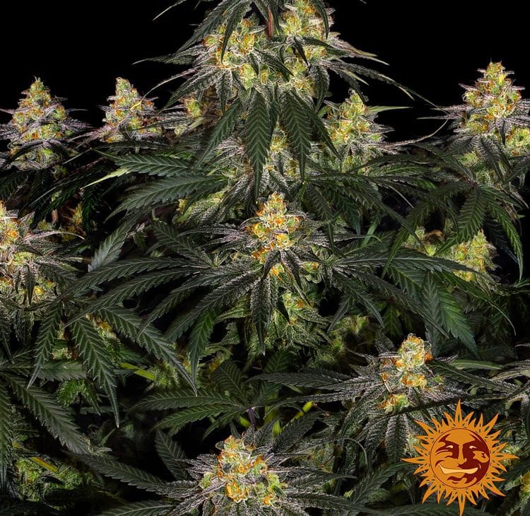 Watermelon Zkittlez — изображение 8