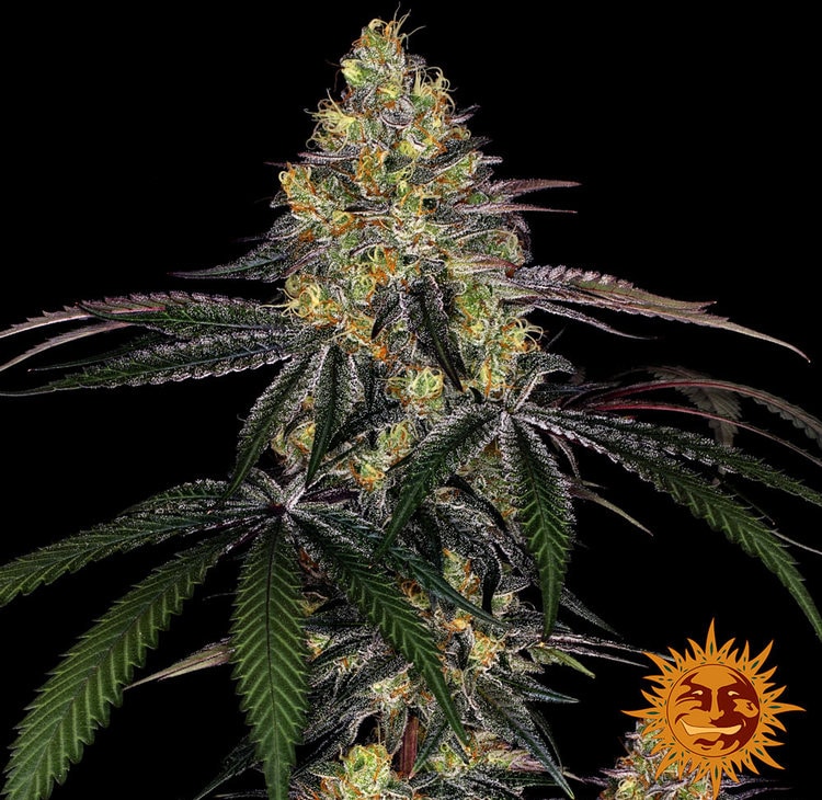 Watermelon Zkittlez — изображение 9