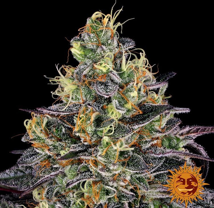 Watermelon Zkittlez — изображение 10