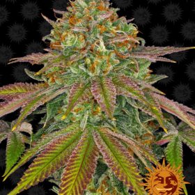 Wedding Cake Dutch Passion Seeds