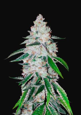 West Coast O.G. Auto Fast Buds Seeds