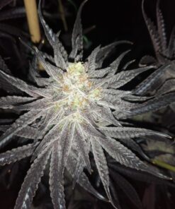 White Widow Dutch Passion Seeds