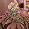 White Widow Regular Royal Queen Seeds