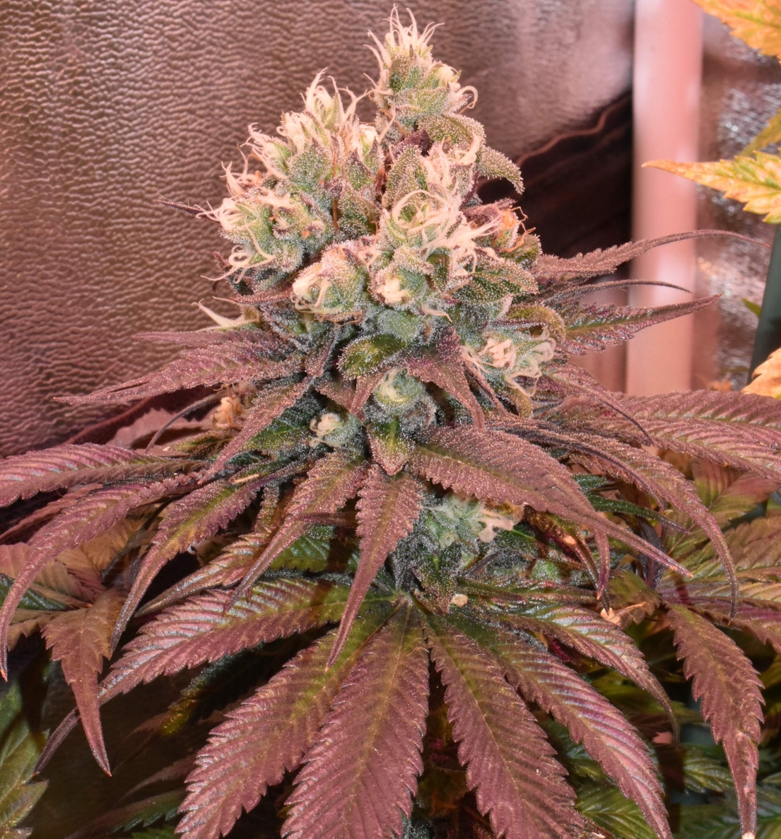 White Widow Regular Royal Queen Seeds