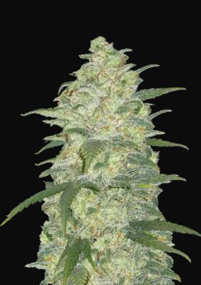 White Widow Auto Fast Buds Seeds