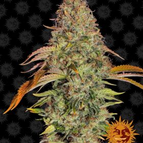 Zkittlez OG Auto Barneys Farm Seeds